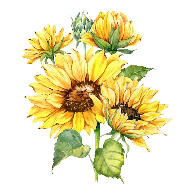 Watercolor sunflowers bouquet with greenery, hand painted sunflowers