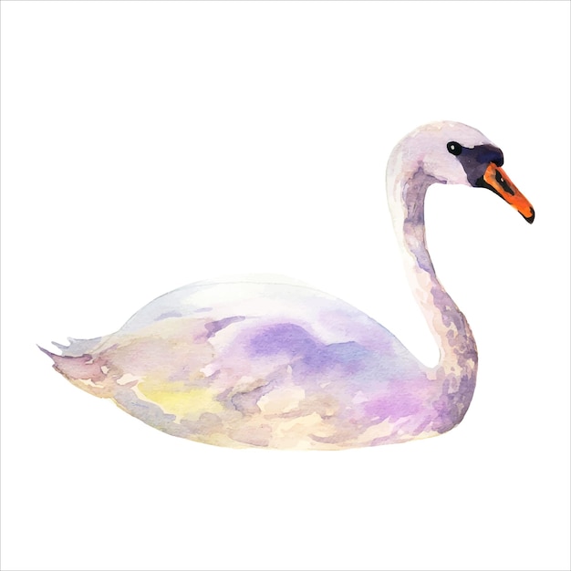 Watercolor swan on an isolated white background.