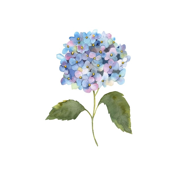 ベクトル 白い背景に分離された青いhydrangeと水彩テクスチャ植物組成ベクトル