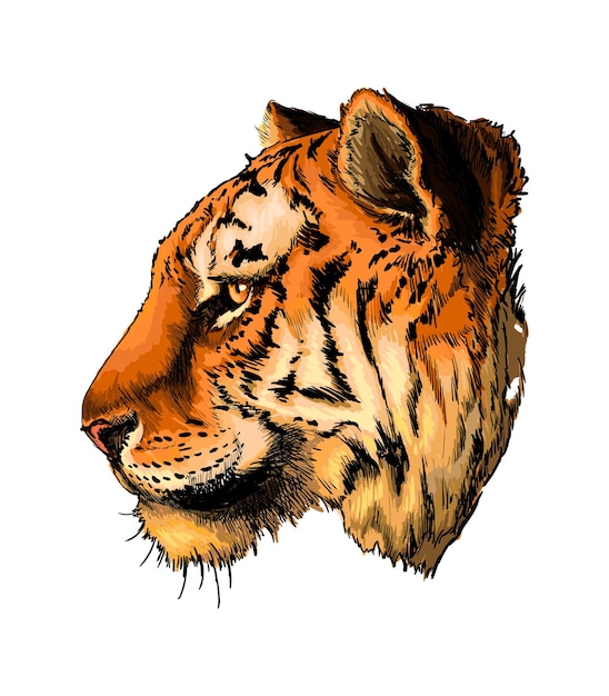 Watercolor tiger head portrait on white