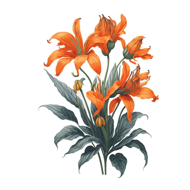 Watercolor tiger lily a simple vector