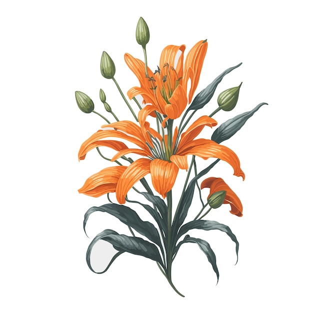 Watercolor tiger lily a simple vector