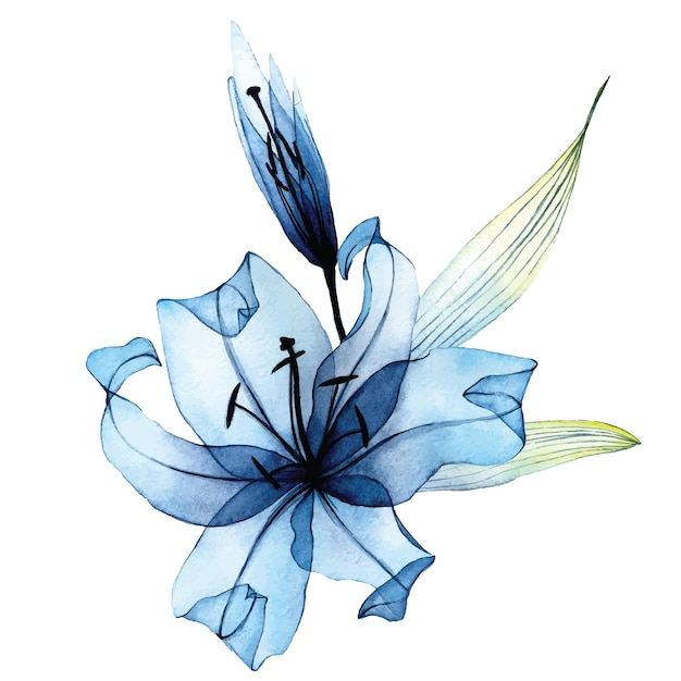 watercolor transparent flower. transparent blue lily in pastel colors. element isolated on white