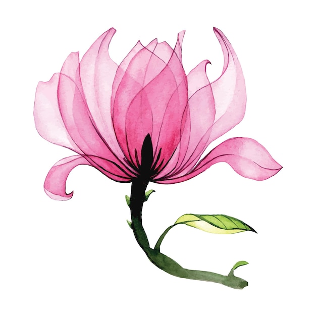 Fiore di magnolia trasparente ad acquerello. fiore di magnolia rosa isolato su sfondo bianco. vintage ▾