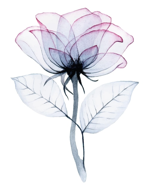 watercolor transparent rose flower pink and gray colors