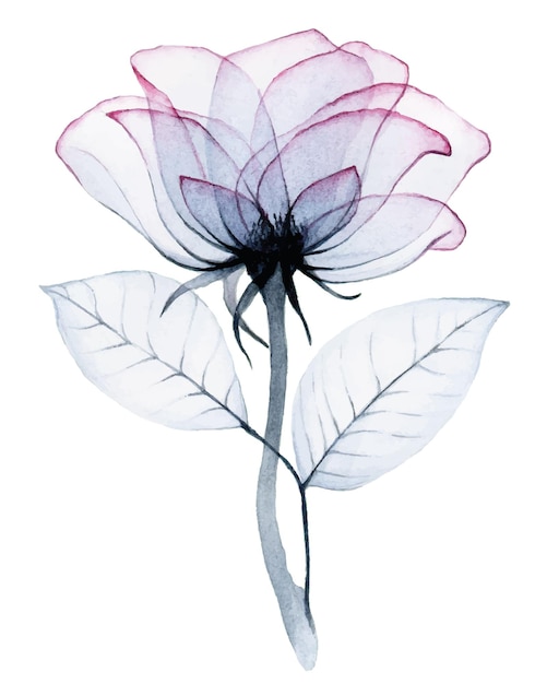 Vector watercolor transparent rose flower pink and gray colors