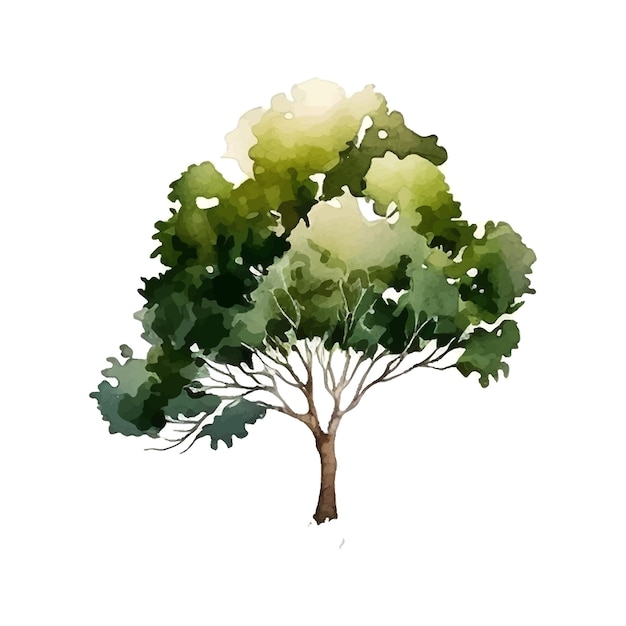 Акварельное дерево ручной рисунок векторной живописи природы