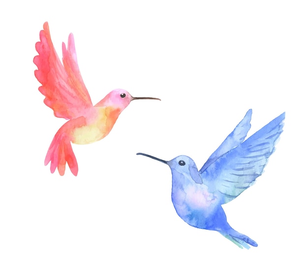 Watercolor tropical birds hummingbirds isolated on white background