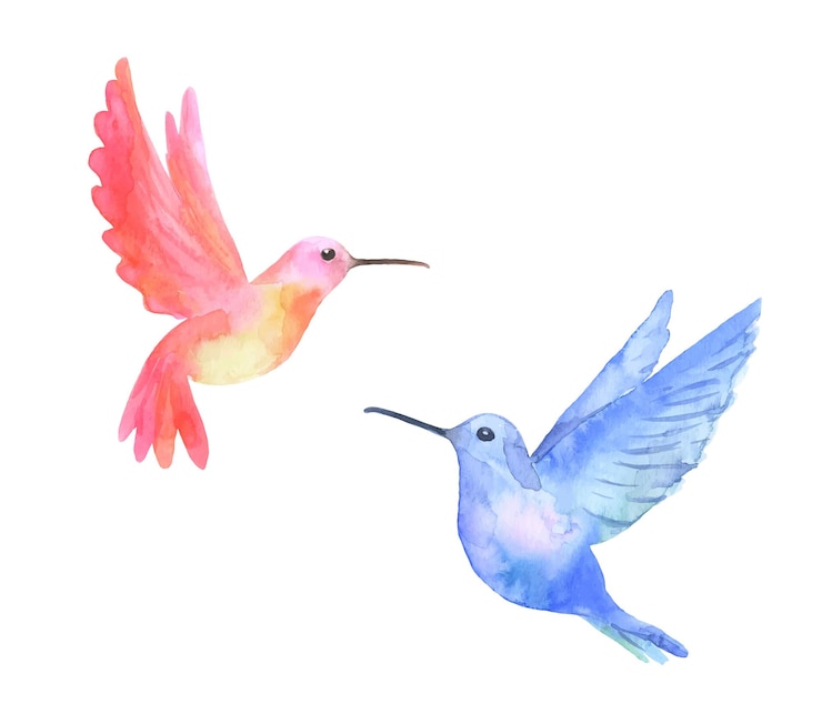 Vector 白い背景で隔離の水彩熱帯鳥ハチドリ