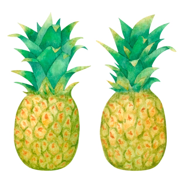 Watercolor tropical exotic pineapple fruit isolated on white background