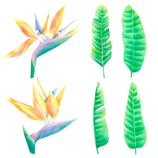 Watercolor tropical exotic strelitzia flowers and palm leaves isolated on white background