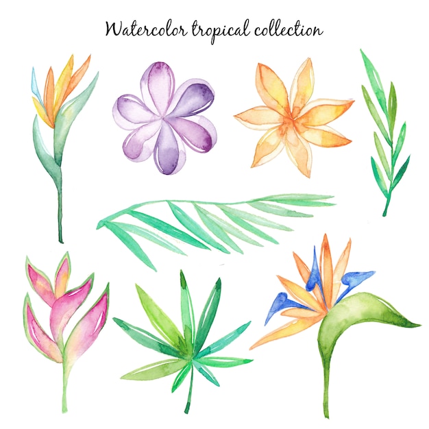 Watercolor tropical flowers and leaves