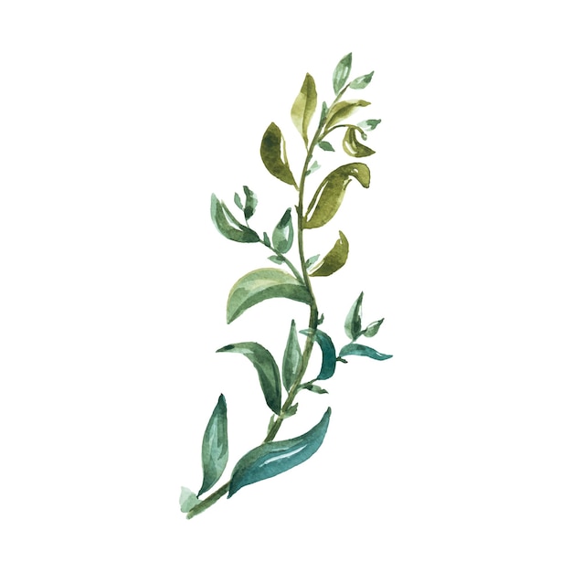 Vector watercolor of tropical green leaf