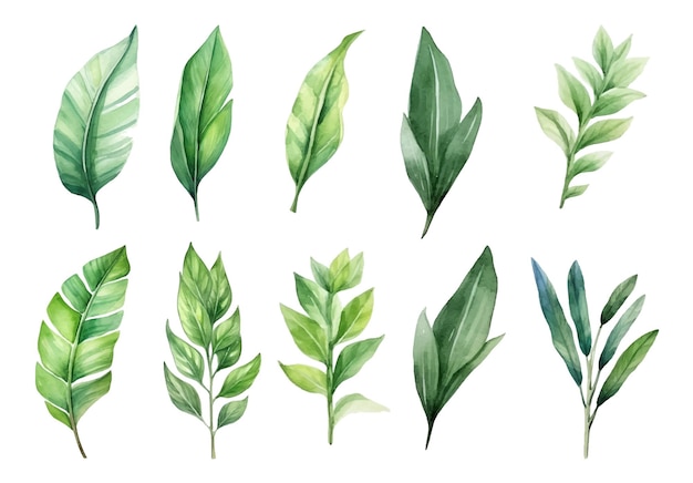 Vettore foglie verdi tropicali ad acquerello