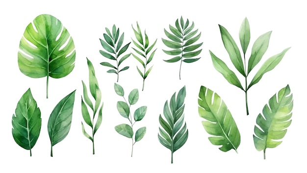 Vector watercolor tropical green leaves