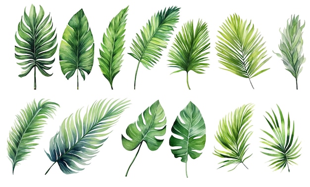 Vector watercolor tropical green leaves