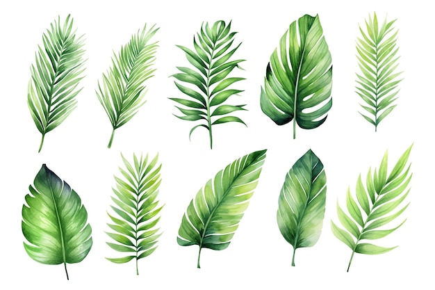 Vector watercolor tropical green leaves