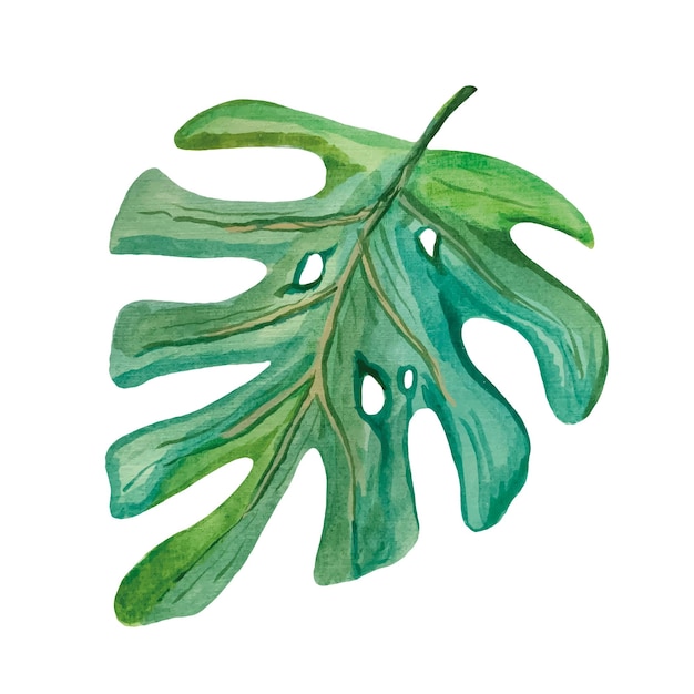 Vector watercolor tropical leaf monstera vector illustration