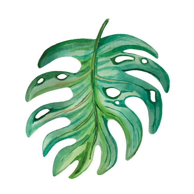 Vector watercolor tropical leaf monstera vector illustration