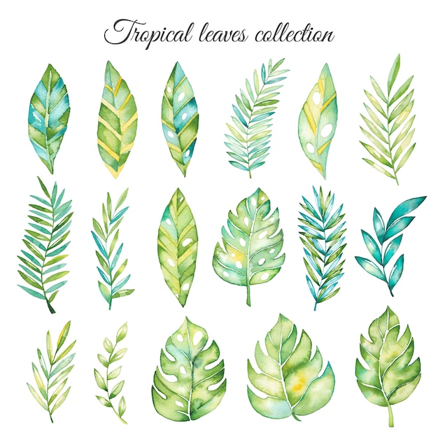 Leaves collection