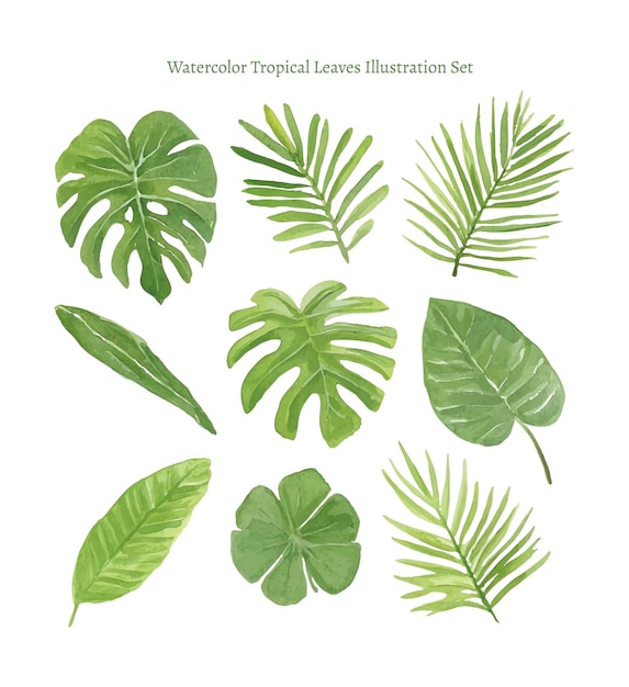 Watercolor Tropical Leaves Illustration Set