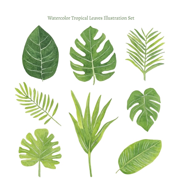 Watercolor Tropical Leaves Illustration Set
