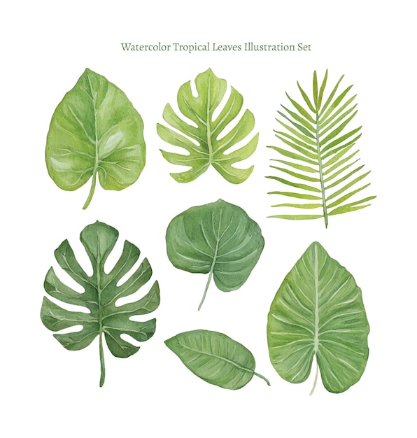 Watercolor Tropical Leaves Illustration Set