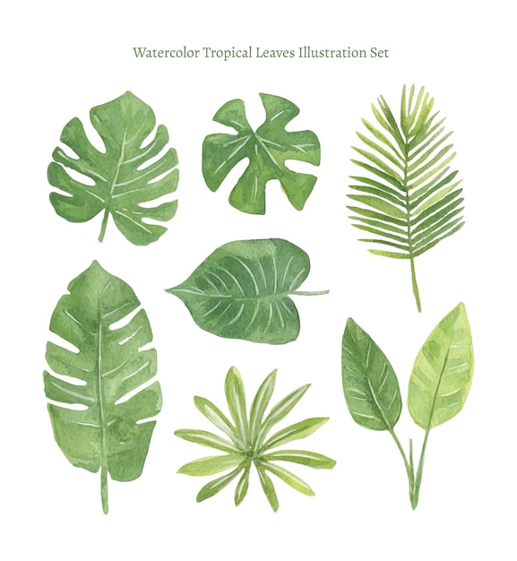 Watercolor Tropical Leaves Illustration Set