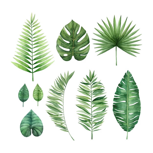 Watercolor tropical leaves set