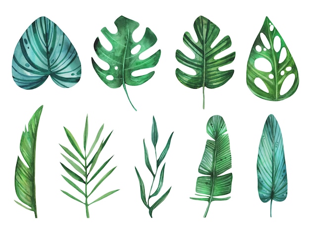 Vector watercolor tropical monstera set