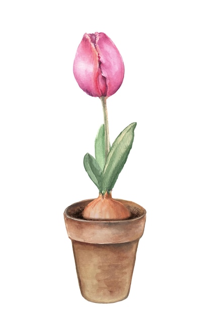 Watercolor tulip flower in a clay pot