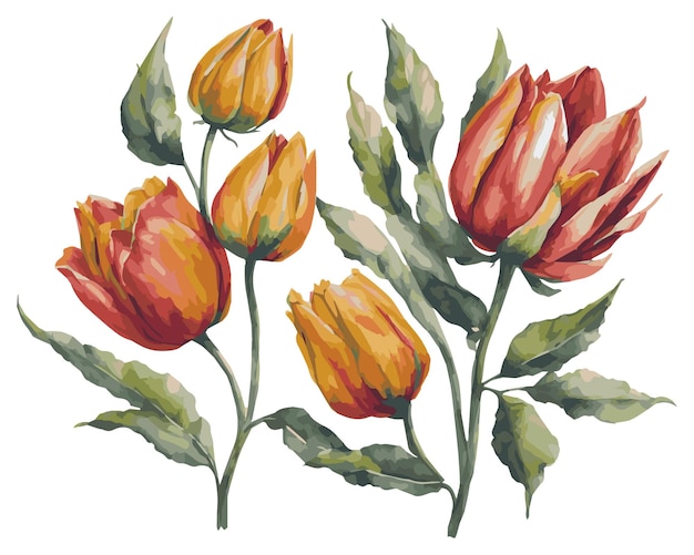 Watercolor tulips Clipart Set Realistic Floral Illustrations