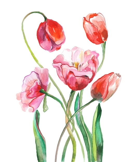 Watercolor tulips painting