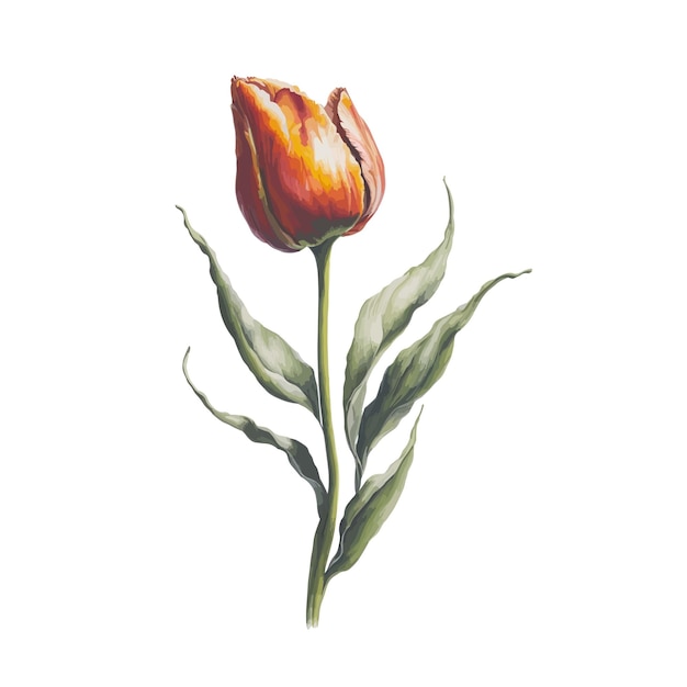 Watercolor tulips a simple vector