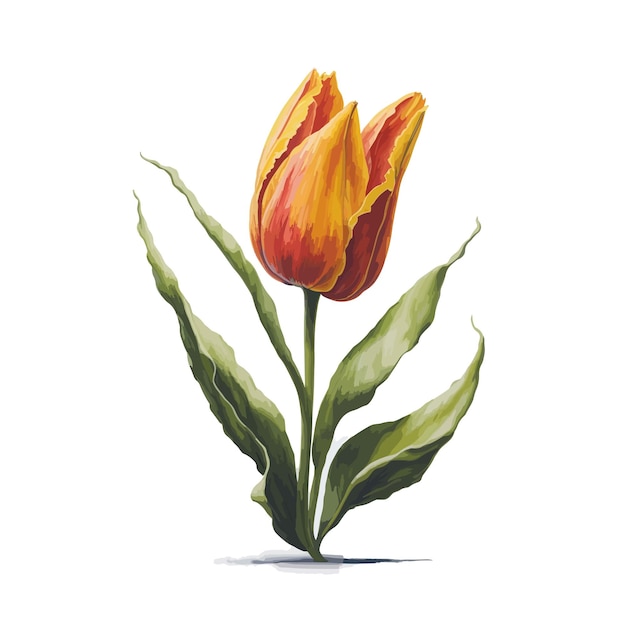 Watercolor tulips a simple vector