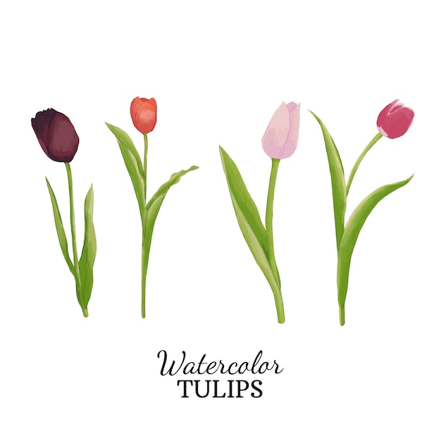 Vector watercolor tulips