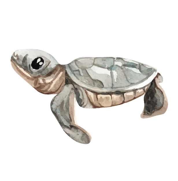 Watercolor turtle illustration for kids