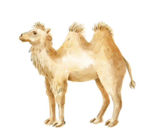 Watercolor twohump camel