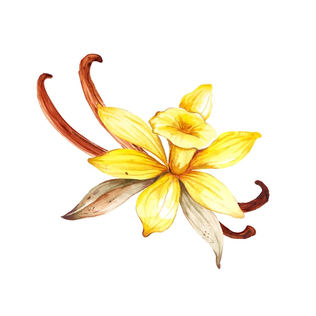 Вектор Акварель цветок ванили, изолированные на белом фоне