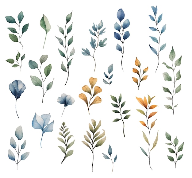 watercolor vector botanical illustrations clipart set