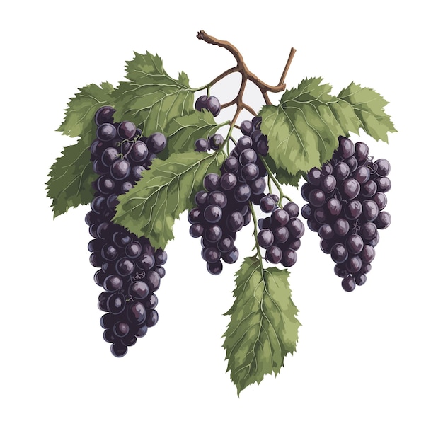 カベルネ・サウヴィニョン (Cabernet Sauvignon) ブドウフルーツ・クリパート (Clipart) 編集可能な白い背景