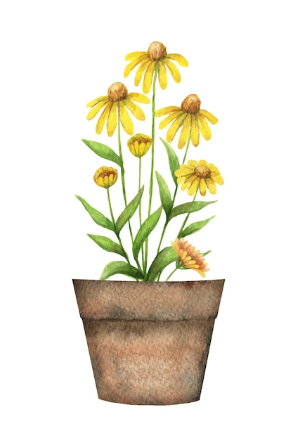 Vector watercolor vector card with a echinacea in a ceramic pot