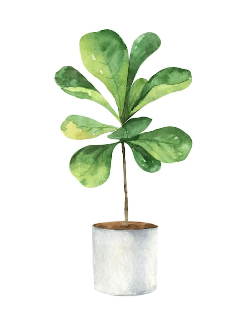 Vettore clipart di vettore dell'acquerello con un ficus lyrata in un vaso di ceramica