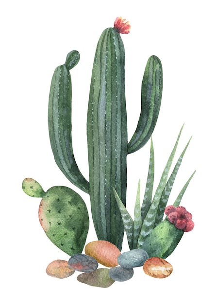 Watercolor vector collection of cacti and succulents plants isolated on white background