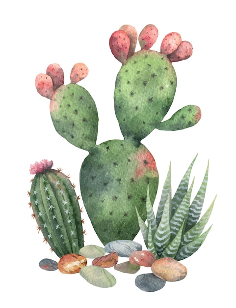 Watercolor vector collection of cacti and succulents plants isolated on white background