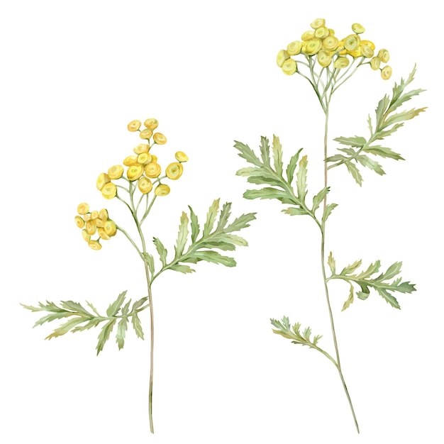 Vettore acquerello vettore comune tansy fiori da campo gialli illustrazione disegnata a mano isolata su sfondo bianco bundle fiori selvatici medicinali botanici clipart elementi per il design