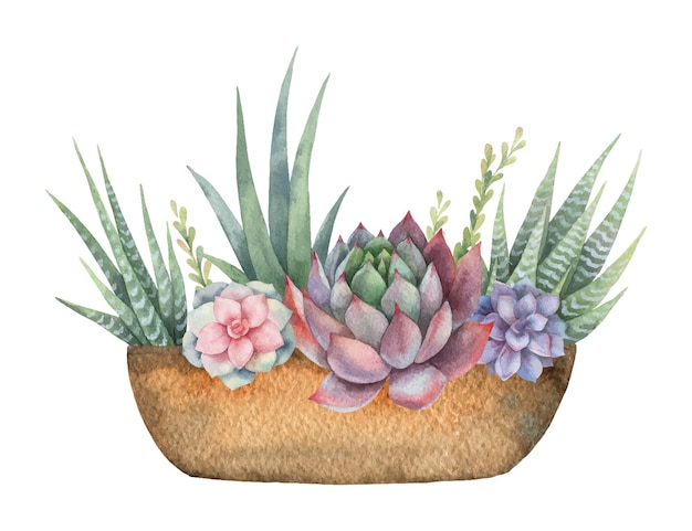 Watercolor vector composition of cacti and succulents in a pot isolated on white background