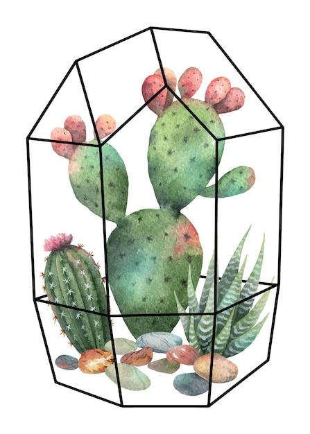 Watercolor vector composition of cacti and succulents in terrariums geometric florariume isolated on white background