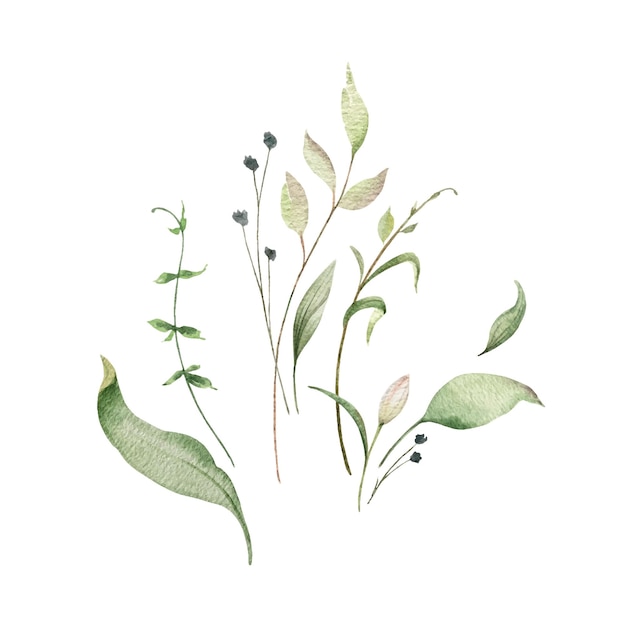 Watercolor vector composition of green branches and leaves