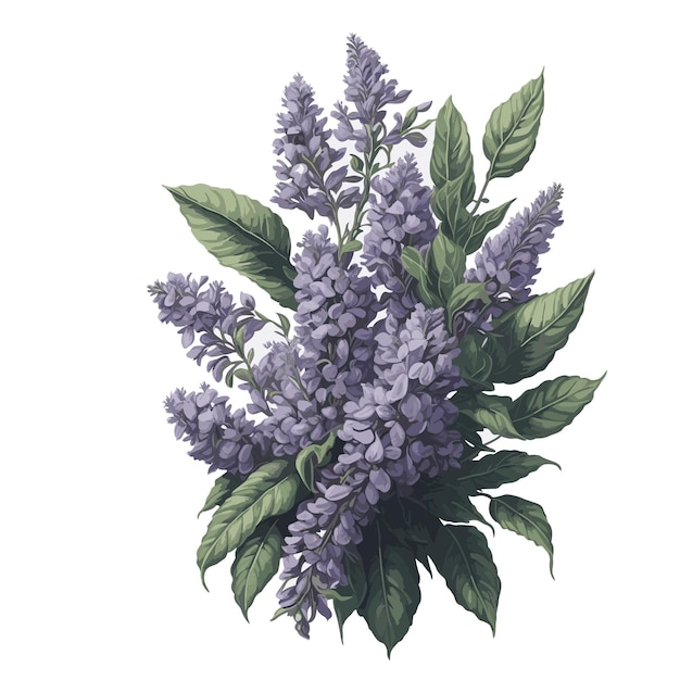 Watercolor vector dwarf lilac flower clipart editable white background